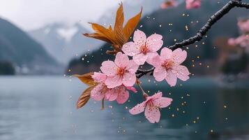 Serene Pink Cherry Blossoms with Dew Drops near a Mountain Lake photo
