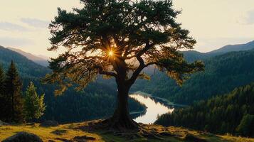 Majestic Sunset Landscape Lone Tree Silhouette over Mountain Lake and Forest photo
