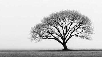 Solitary Leafless Tree in Misty Field Monochrome Landscape Photography photo