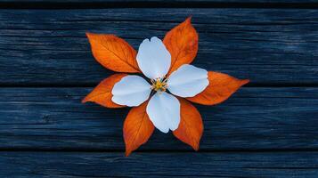 White Flower Blossom with Autumn Leaves on Dark Wood Background Nature Photography photo