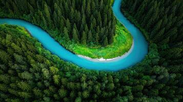 Aerial View of Serene Turquoise River Winding Through Lush Green Coniferous Forest photo