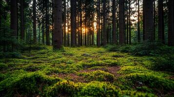 Serene Sunset in a Lush Mossy Forest with Tall Pine Trees photo