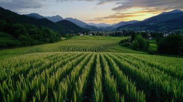 Serene Sunset over Rolling Green Wheat Fields and Mountain Landscape photo