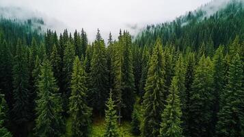 Majestic Evergreen Forest Landscape Aerial View of Lush Coniferous Trees in Foggy Mountains photo