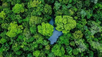 Lush Green Rainforest Canopy Aerial View Tropical Forest Jungle Pond photo