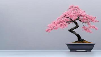 Serene Pink Blossom Bonsai Tree in Grey Pot Minimalist Zen Garden Image photo