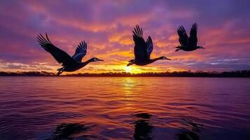 Majestic Birds in Flight at Sunset Over Water Stunning Nature Scene photo