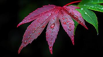 Vibrant Red Japanese Maple Leaf with Dew Drops Autumn Nature Closeup Photography photo