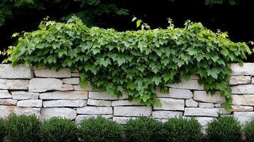 Lush Green Vine Cascading Over Rustic White Stone Wall Landscaping Nature photo