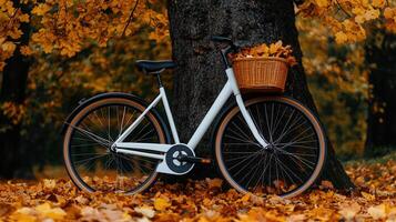 Autumnal Scene White Bicycle with Basket Leaning Against Tree Fall Leaves photo