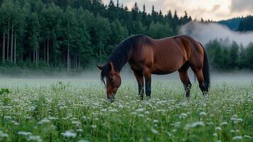 Bay Horse Grazing in Misty Field Summer Dawn Forest Background photo
