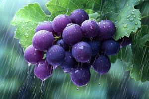 Fresh purple grapes with raindrops on leaves in a beautiful rainy setting photo