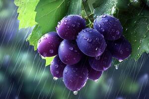Freshly picked grapes with raindrops glistening on a vine under a green leaf photo