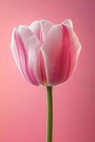 Close-up of a pink and white tulip on a soft pink background photo