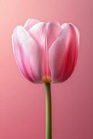 Beautiful pink tulip flower with soft petals on a gradient pink background photo