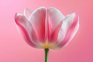 Pink tulip flower close-up on soft pink background photo