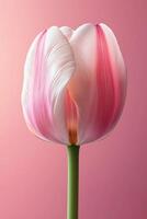 Close-up of a delicate pink and white tulip flower against a soft pink background photo