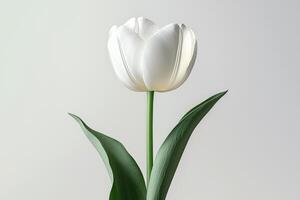 Elegant white tulip flower with green leaves on simple background photo
