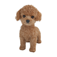 A toy poodle is shown on a transparent background png