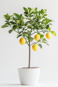 Lemon tree in a white pot with ripe lemons against a minimalistic background photo