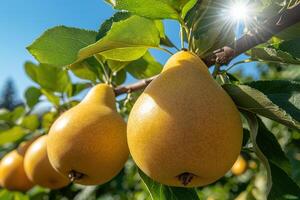 Ripe golden pears hanging on a tree branch under bright sunshine photo