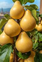 Close-up of ripe golden pears hanging on a tree branch against a clear blue sky photo