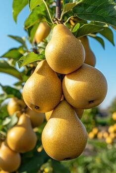 Clusters of ripe yellow pears hanging from branches in a fruit orchard photo