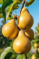 Close-up of ripe golden pears hanging from tree branch in bright daylight photo