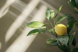 Lemon tree branch with ripe lemon surrounded by lush green leaves and soft shadows photo