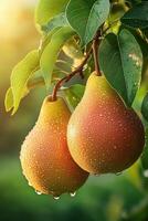 Close-up of ripe pears with dew drops hanging on a tree branch in soft sunlight photo