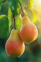Fresh juicy pears with water droplets hanging from tree branch in soft morning light photo