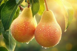 Fresh pears with water droplets on a tree branch illuminated by sunlight photo