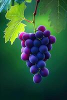 Close-up of fresh purple grapes hanging from a green vine leaf against a soft background photo