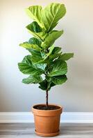 Fiddle leaf fig plant in a decorative pot on a plain wall background photo