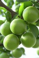 Close-up of fresh green citrus fruits on a branch with lush green leaves photo