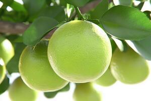 Close-up of fresh green oranges on citrus tree branch with leaves photo