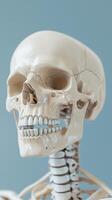 Close-up of a human skull model with detailed features and anatomical structure photo