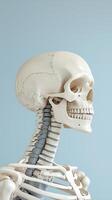 Human skeleton model with detailed anatomy on a blue background photo