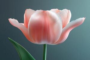 Close-up of a pink tulip flower with soft petals and green stem photo