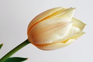 Close-up of a cream tulip with dew drops on petals against a light background photo