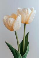 Close-up of two beautiful orange tulips with water droplets on petals photo