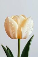 Close-up of a white tulip with water droplets on its petals against a light background photo