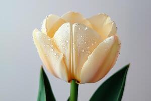Close-up of a yellow tulip with water drops on petals against a soft gray background photo
