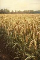 Golden wheat field under sunlight at dusk photo