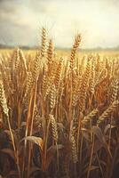 Golden wheat field under soft light on a cloudy day photo