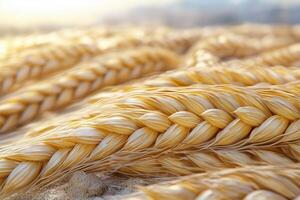 Close-up of golden braided wheat stalks with soft natural background photo