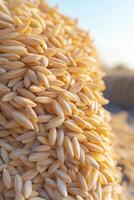 Close-up of harvested rice grains stacked in a sunlit field photo