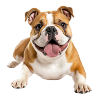 Playful bulldog with a happy expression and a friendly pose png