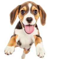 Adorable Beagle puppy with floppy ears and a playful tongue out expression png