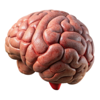 impressive vintage Brain Model Side View Isolated Element authentic png